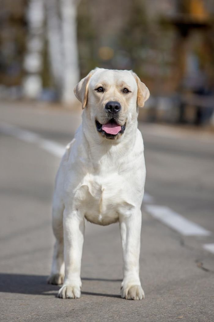 DogsIndia.com - Labrador Retriever - Krishna Raj