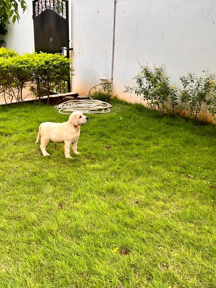 DogsIndia.com - Labrador Retriever - Krishna Raj