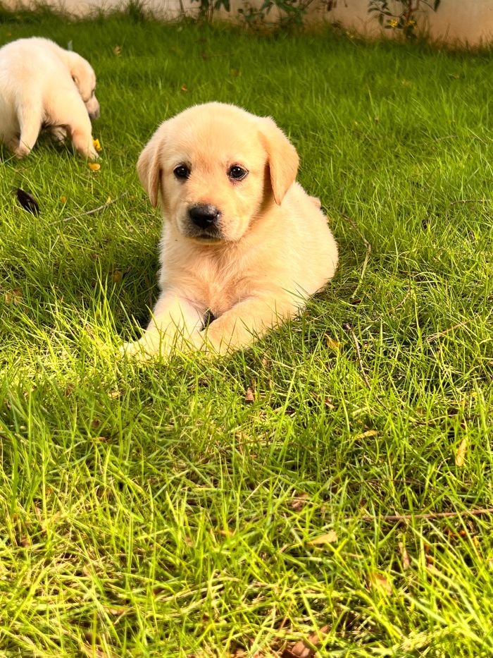 DogsIndia.com  Labrador Retriever  Krishna Raj