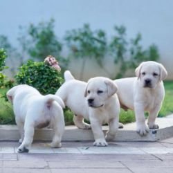 DogsIndia.com  Labrador Retriever  Krishna Raj