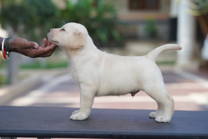 DogsIndia.com Labrador Retriever Krishna Raj