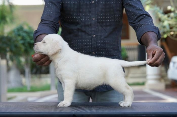DogsIndia.com  Labrador Retriever  Krishna Raj