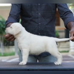 DogsIndia.com  Labrador Retriever  Krishna Raj