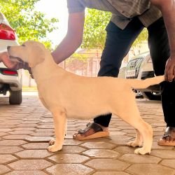 DogsIndia.com  Labrador Retriever  Krishna Raj
