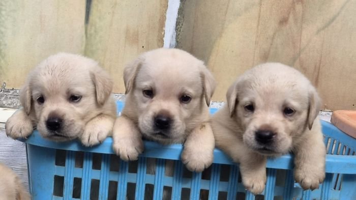 DogsIndia.com - Labrador - Naveen