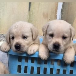 DogsIndia.com - Labrador - Naveen