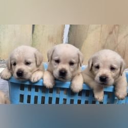 DogsIndia.com - Labrador - Naveen