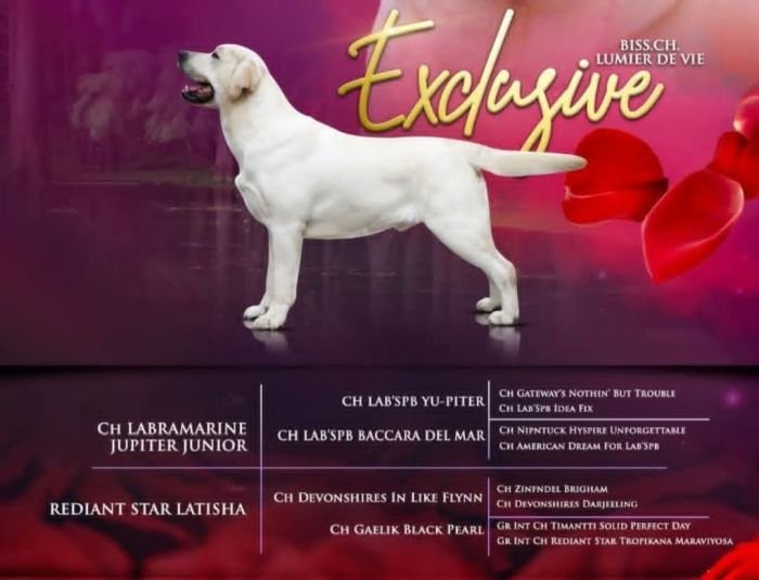 DogsIndia.com - Labrador - Naveen