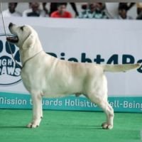 DogsIndia.com - Labrador - Naveen
