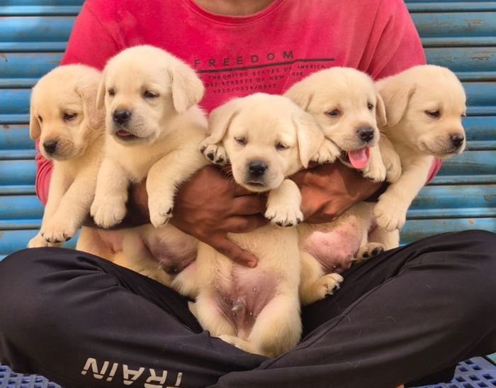 DogsIndia.com - Labrador - Naveen