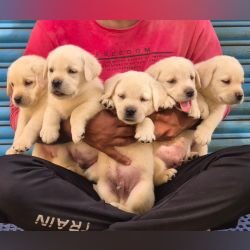DogsIndia.com - Labrador - Naveen