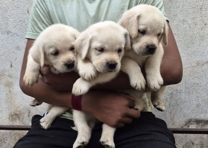 DogsIndia.com - Labrador - Naveen