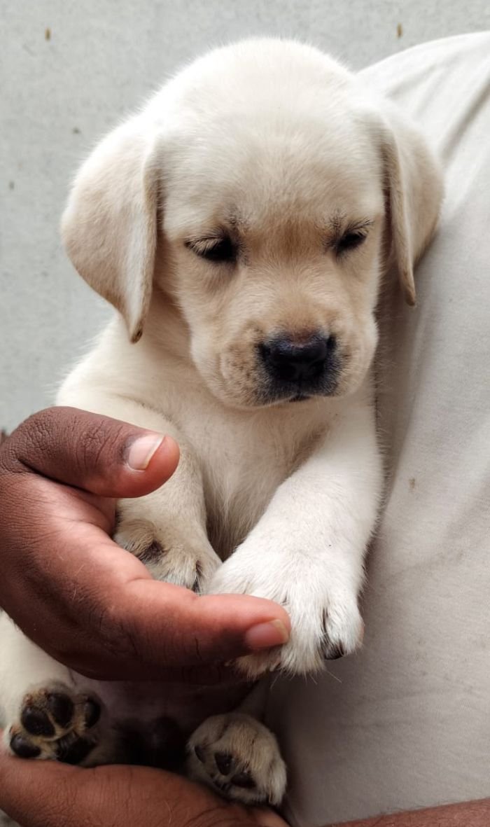 DogsIndia.com - Labrador - Naveen