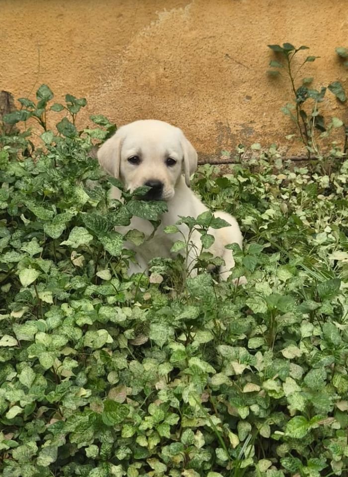 DogsIndia.com - Labrador - Naveen