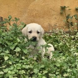 DogsIndia.com - Labrador - Naveen