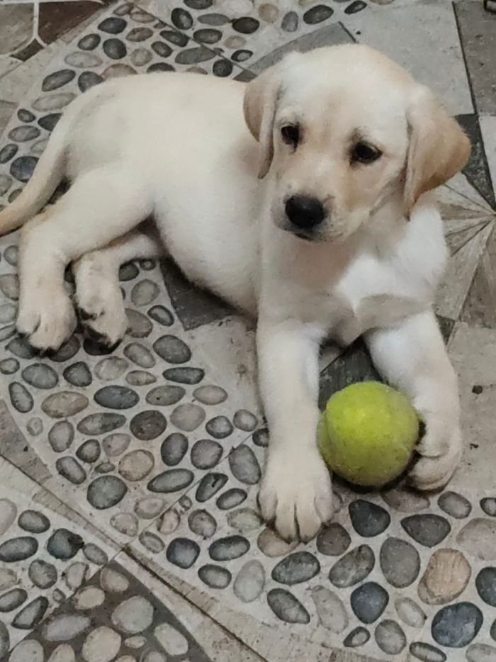 DogsIndia.com - Labrador - Naveen