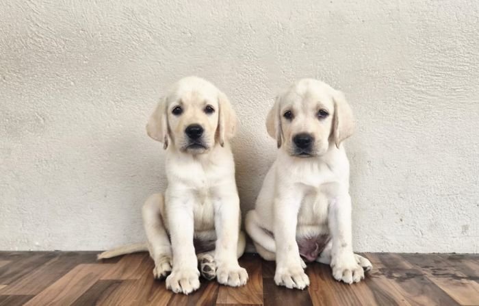 DogsIndia.com - Labrador - Naveen
