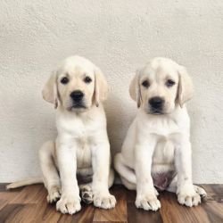 DogsIndia.com - Labrador - Naveen