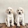 DogsIndia.com - Labrador - Naveen