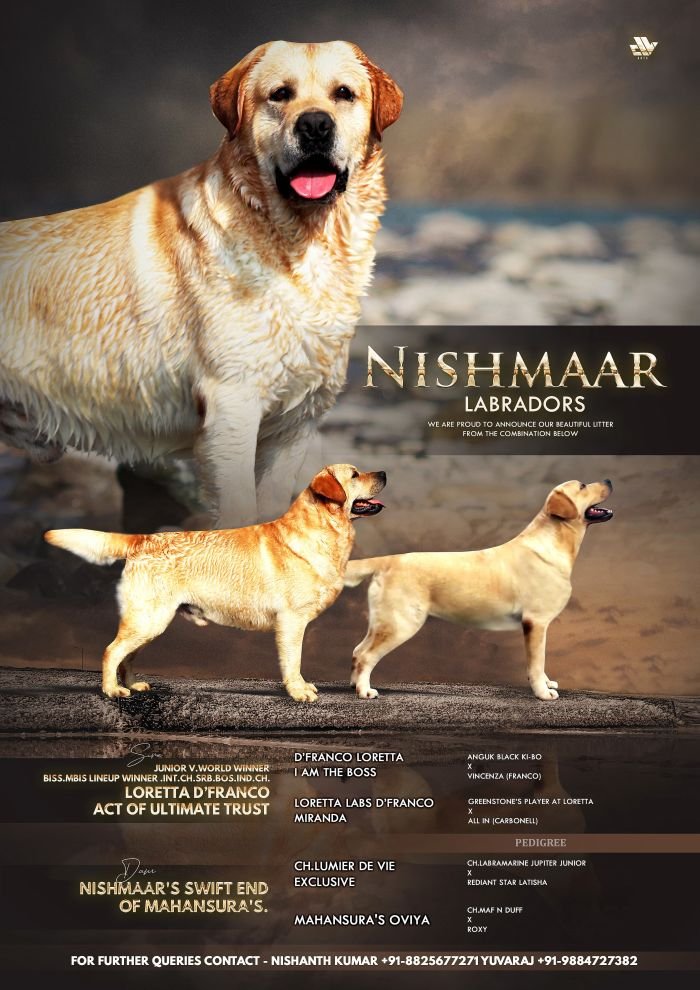 DogsIndia.com  Labrador Retriever  Nishmaar's Kennel