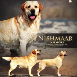 DogsIndia.com  Labrador Retriever  Nishmaar's Kennel