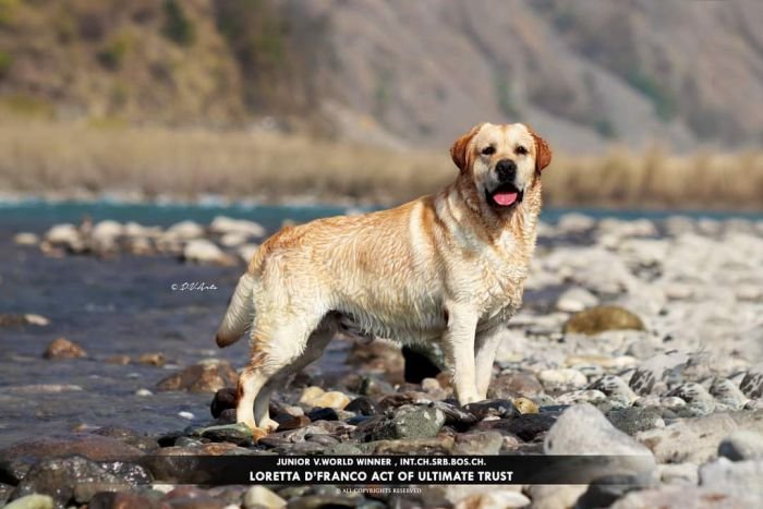 DogsIndia.com  Labrador Retriever  Nishmaar's Kennel