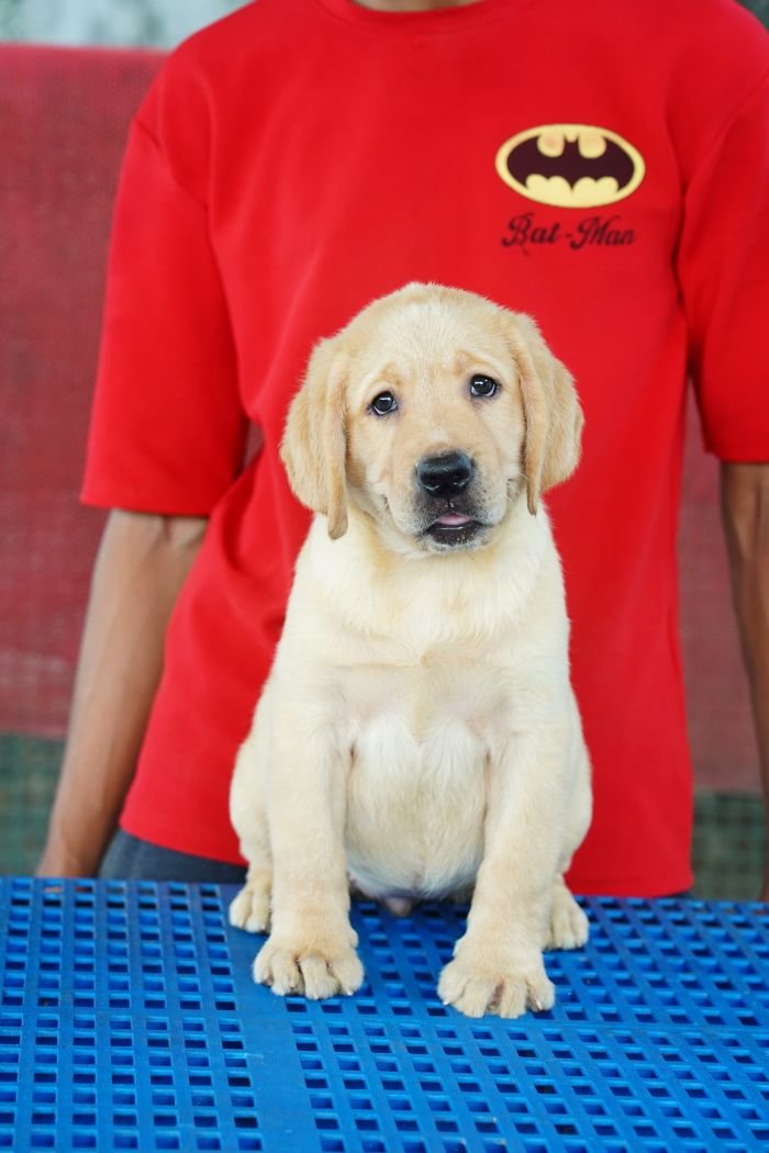 DogsIndia.com  Labrador Retriever  Nishmaar's Kennel