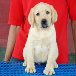 DogsIndia.com  Labrador Retriever  Nishmaar's Kennel