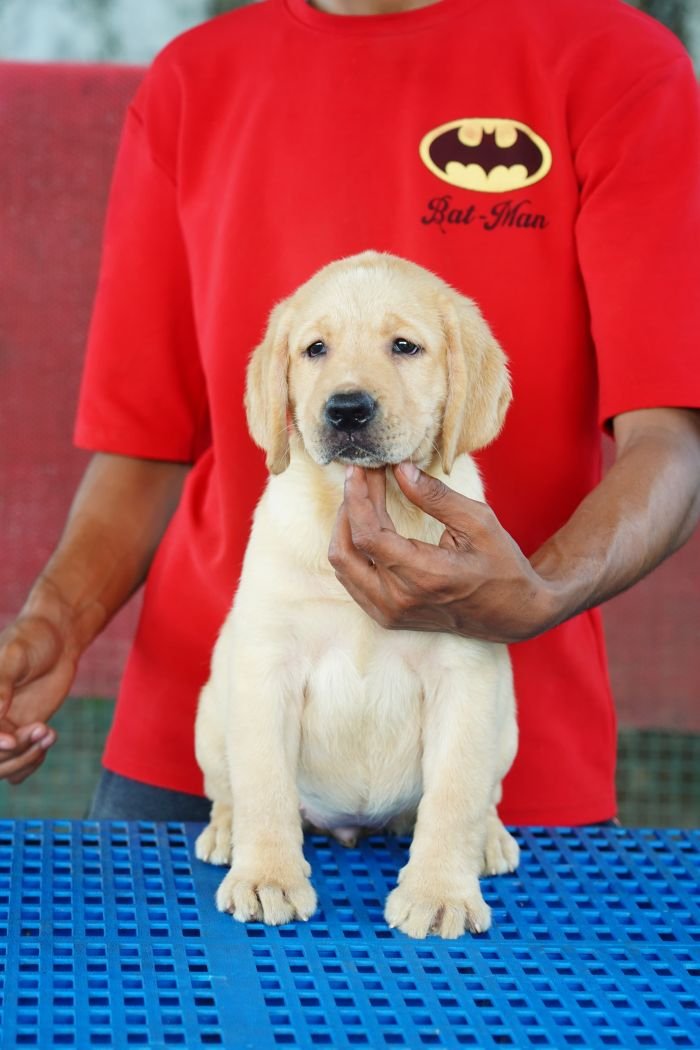 DogsIndia.com  Labrador Retriever  Nishmaar's Kennel