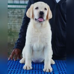 DogsIndia.com  Labrador Retriever  Nishmaar's Kennel