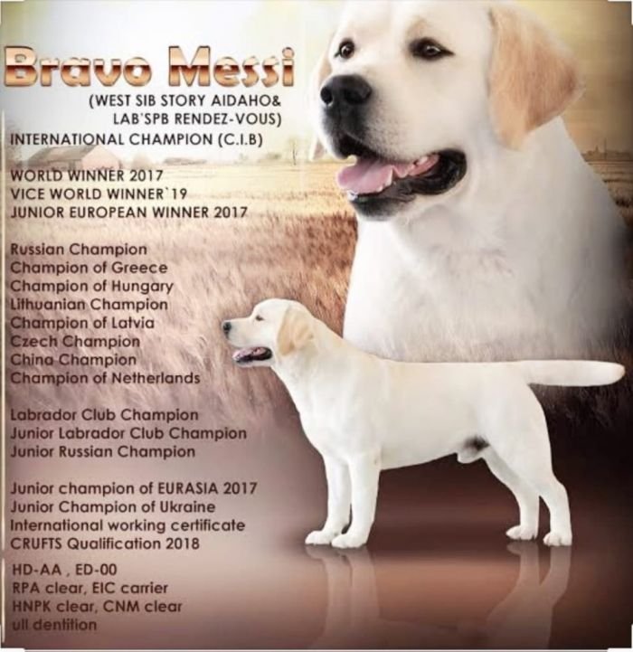 DogsIndia.com  Labrador Retriever  Nishmaar's Kennel