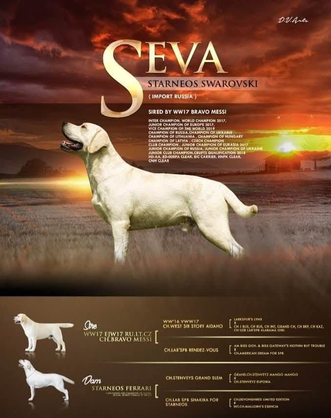 DogsIndia.com  Labrador Retriever  Nishmaar's Kennel