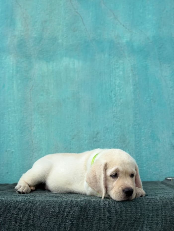 DogsIndia.com  Labrador Retriever  Nishmaar's Kennel