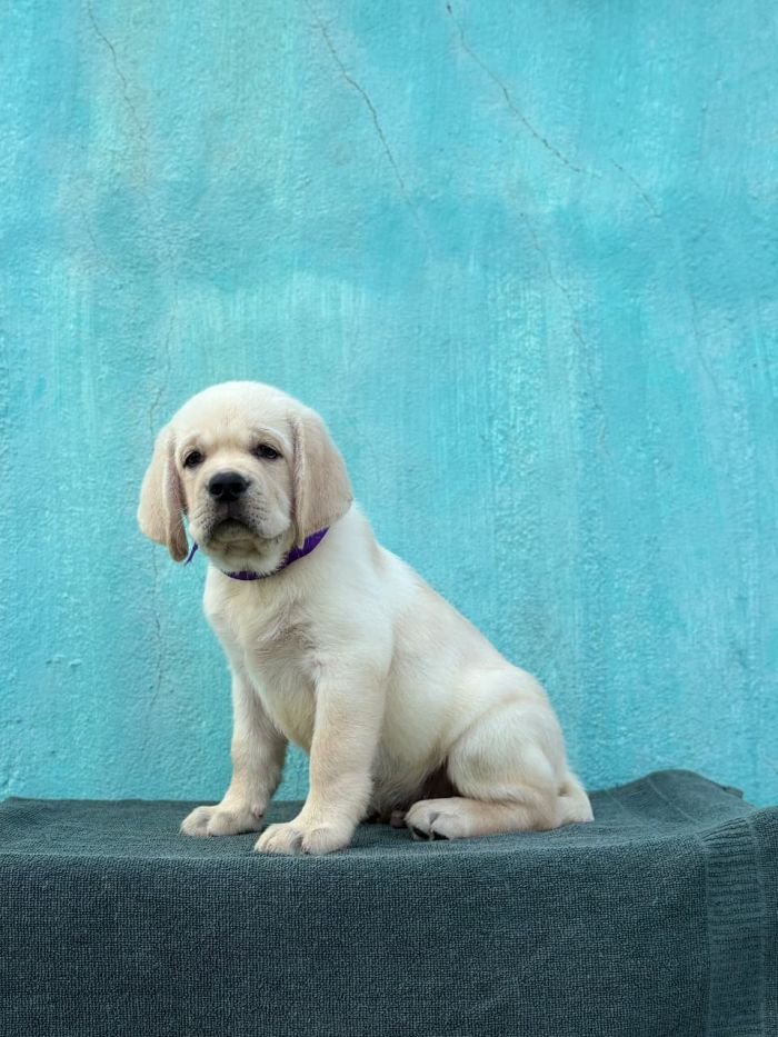 DogsIndia.com  Labrador Retriever  Nishmaar's Kennel