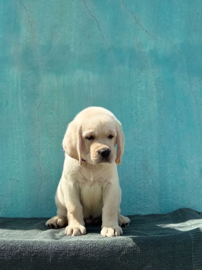 DogsIndia.com  Labrador Retriever  Nishmaar's Kennel