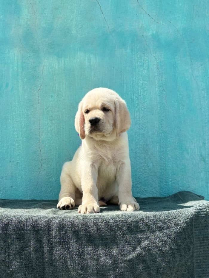 DogsIndia.com  Labrador Retriever  Nishmaar's Kennel