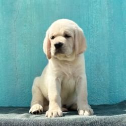 DogsIndia.com  Labrador Retriever  Nishmaar's Kennel