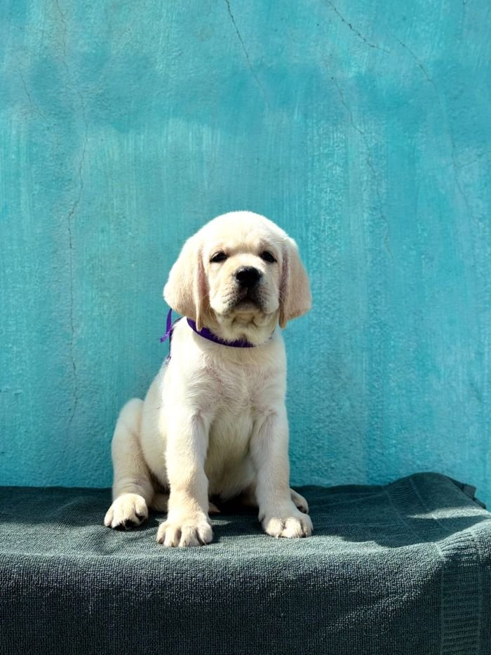 DogsIndia.com  Labrador Retriever  Nishmaar's Kennel