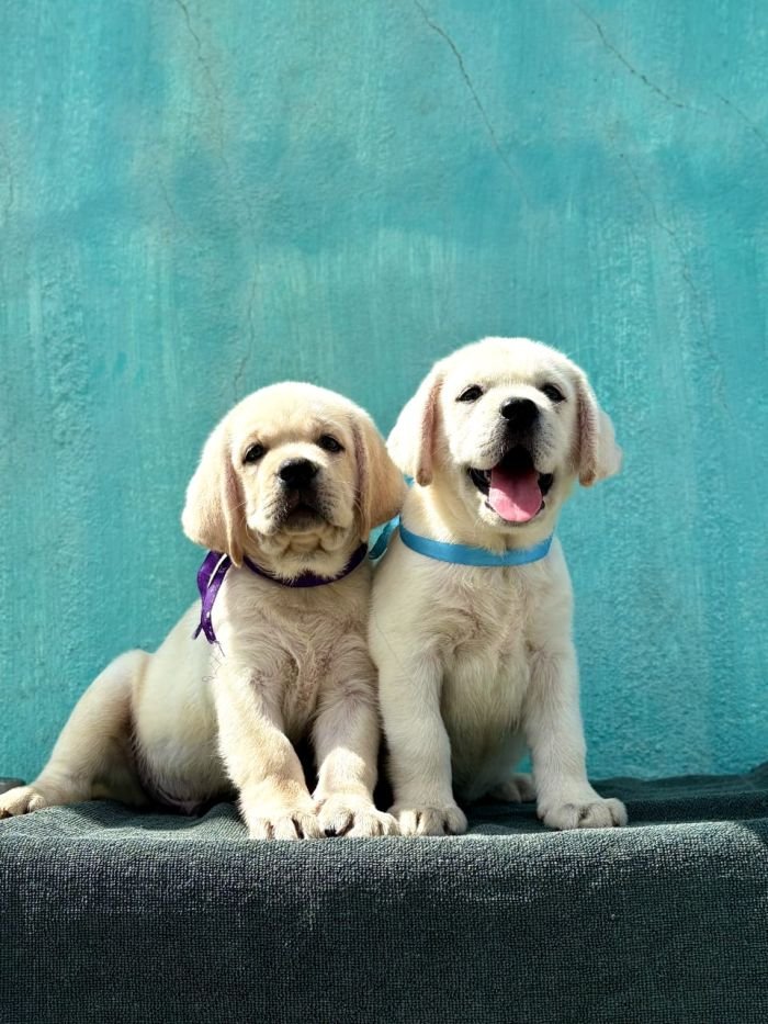 DogsIndia.com  Labrador Retriever  Nishmaar's Kennel