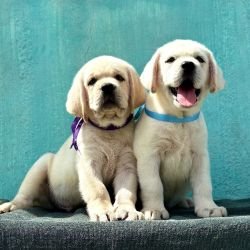 DogsIndia.com Labrador Retriever Nishmaar's Kennel