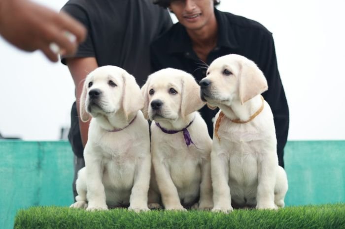 DogsIndia.com  Labrador Retriever  Nishmaar's Kennel