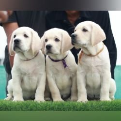 DogsIndia.com  Labrador Retriever  Nishmaar's Kennel