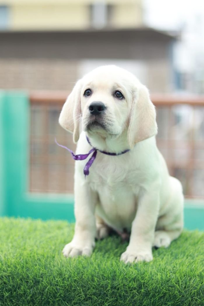 DogsIndia.com  Labrador Retriever  Nishmaar's Kennel