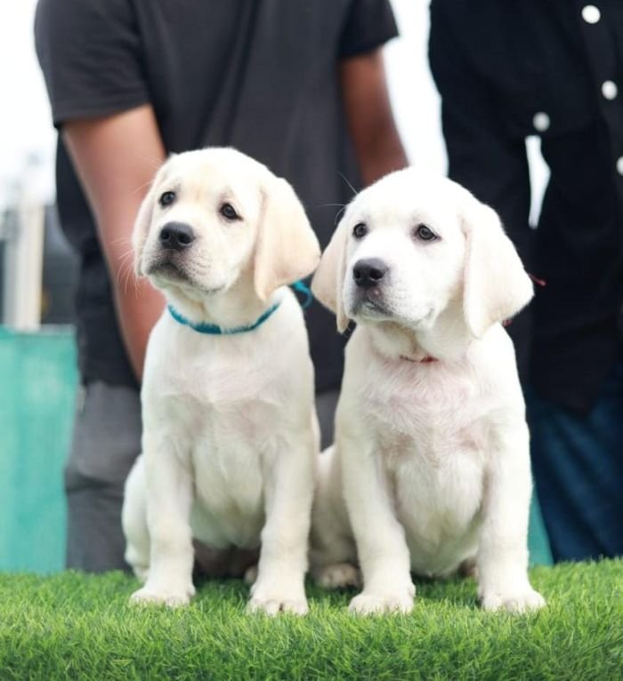 DogsIndia.com  Labrador Retriever  Nishmaar's Kennel