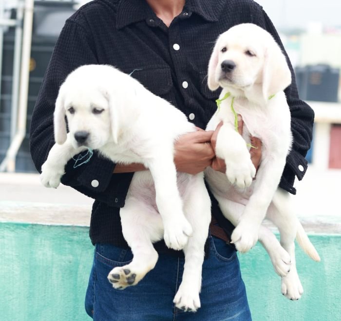 DogsIndia.com  Labrador Retriever  Nishmaar's Kennel