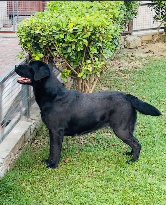 DogsIndia.com  Labrador Retriever  Nishmaar's Kennel