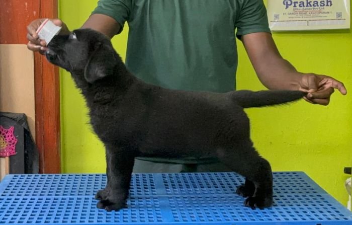 DogsIndia.com  Labrador Retriever  Nishmaar's Kennel