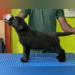 DogsIndia.com  Labrador Retriever  Nishmaar's Kennel