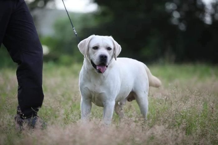 DogsIndia.com  Labrador Retriever  Nishmaar's Kennel