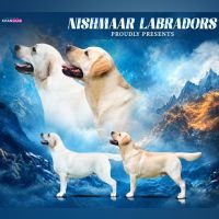 DogsIndia.com  Labrador Retriever  Nishmaar's Kennel